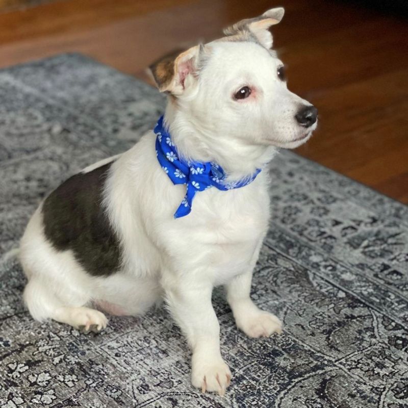 Daisy She is a Jack Russell Terrier. She has a black heart on her side.